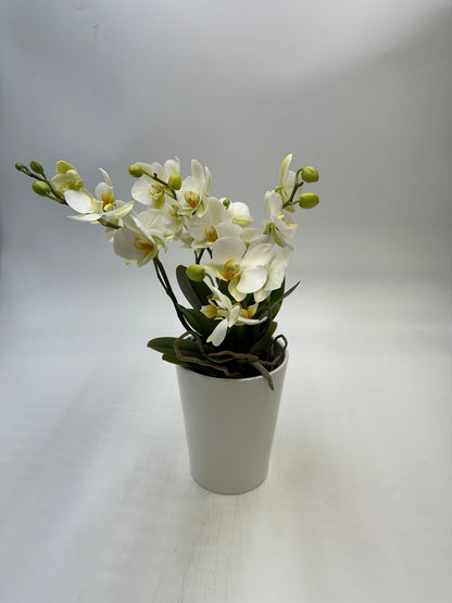 Orchideen Weiß 4 Triebe