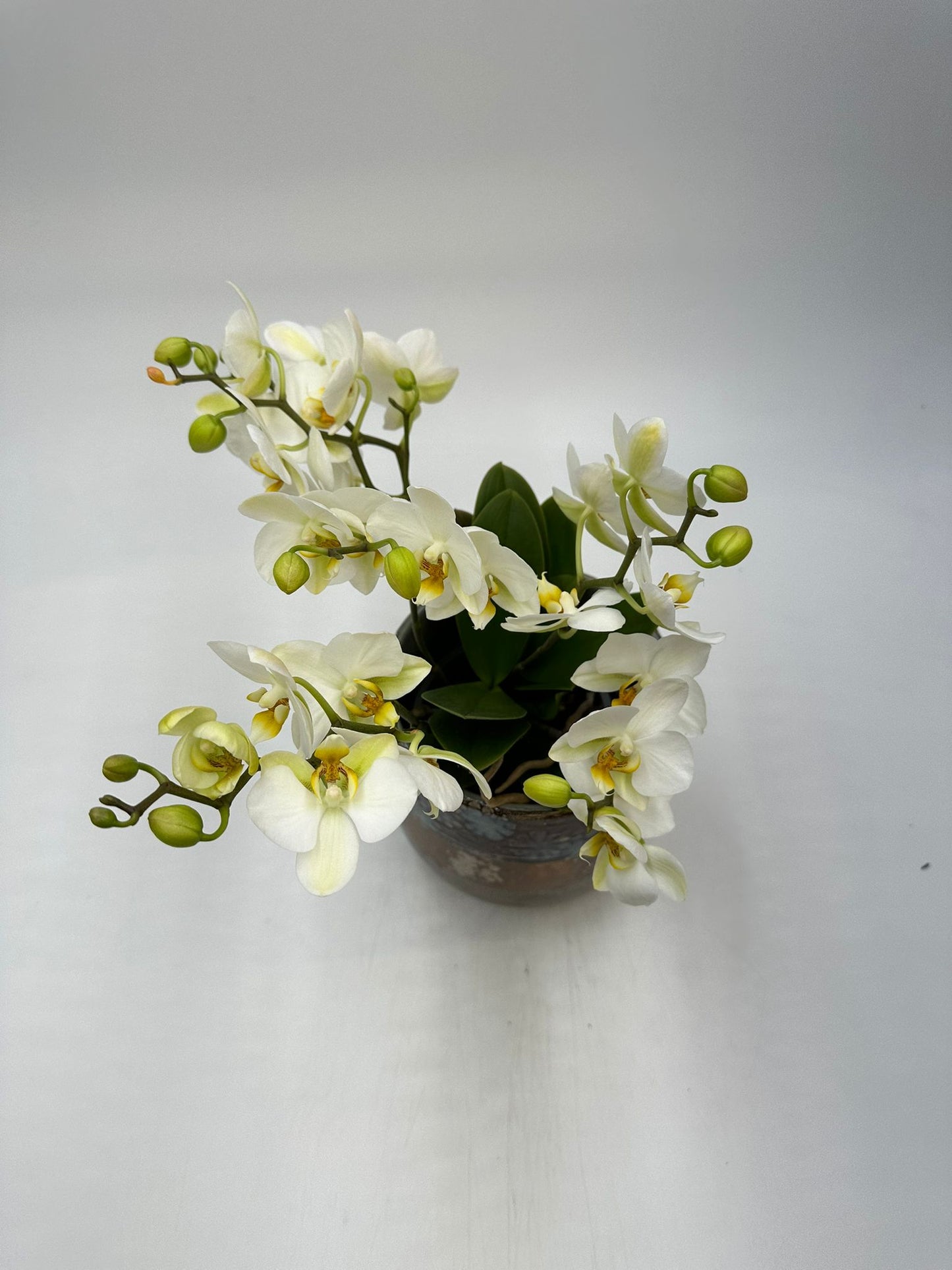 Orchideen Weiß 4 Triebe