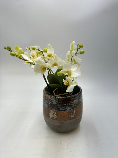 Orchideen Weiß 4 Triebe