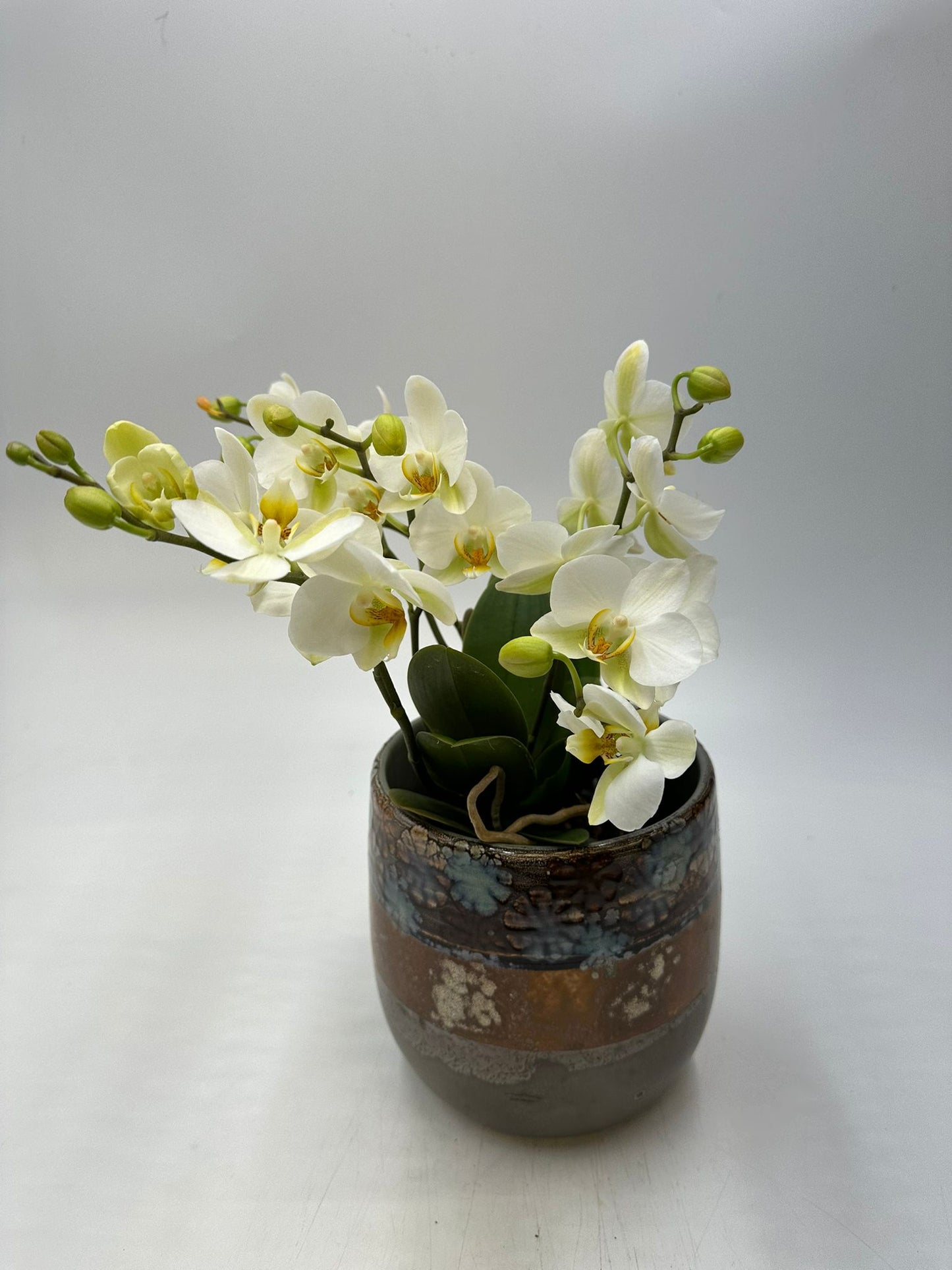 Orchideen Weiß 4 Triebe
