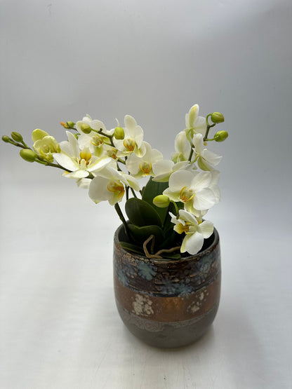 Orchideen Weiß 4 Triebe