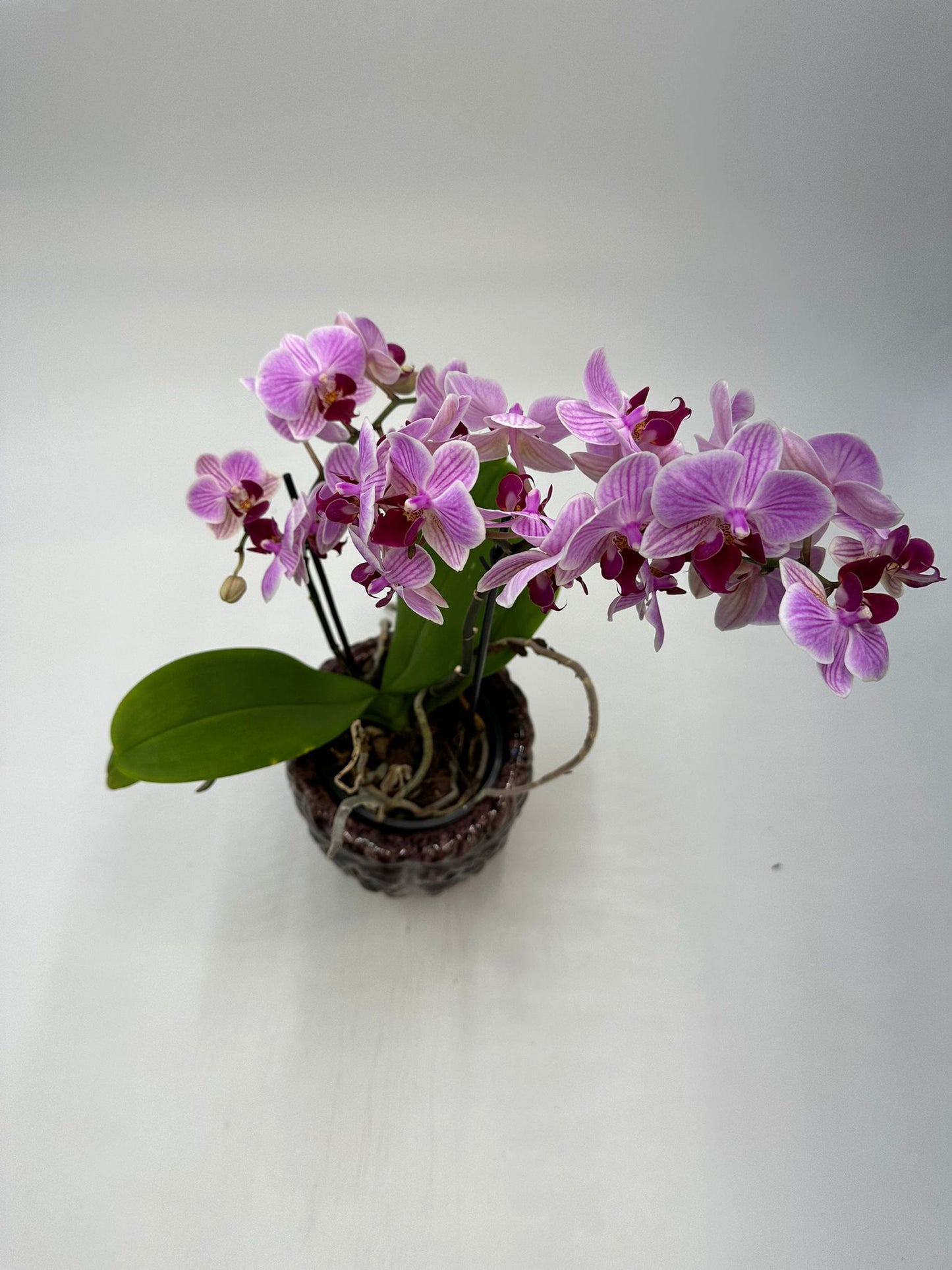 Orchideen Lila