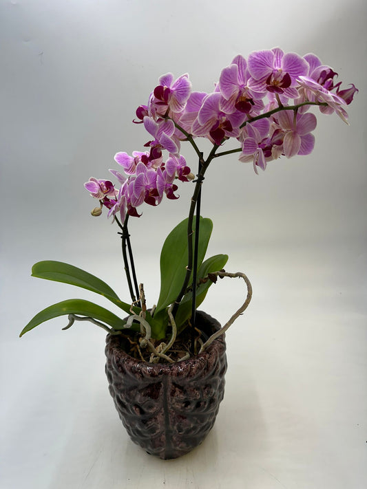 Orchideen Lila