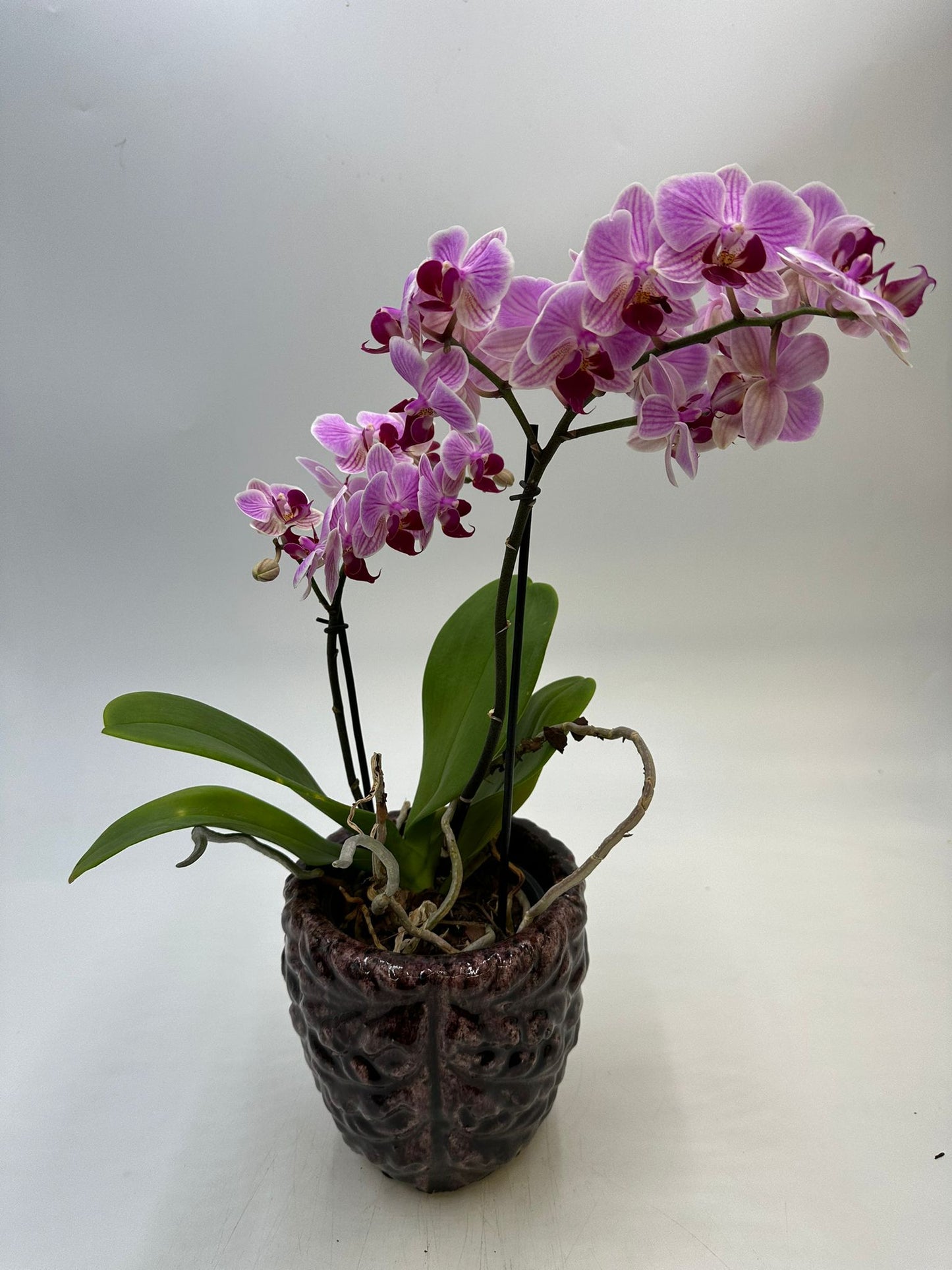 Orchideen Lila