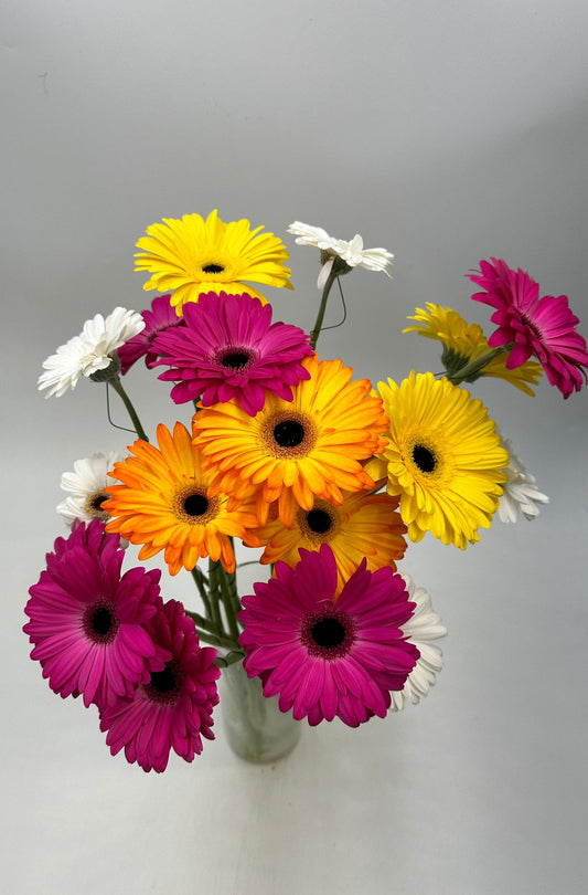Gerbera
