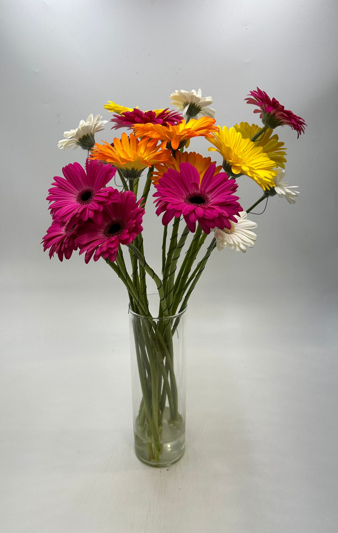 Gerbera