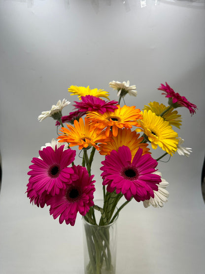 Gerbera