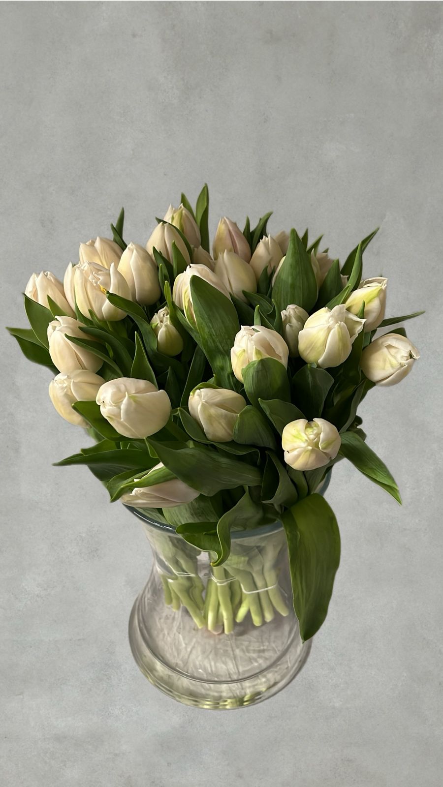 Weiße Tulpen