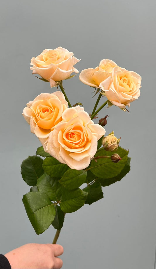 Pfirsichfarbene Sprührose