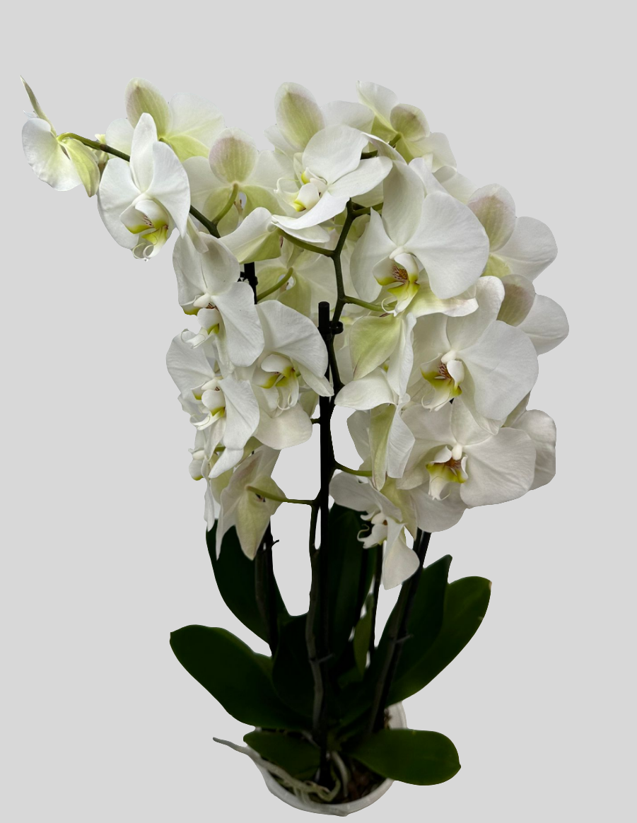 Orchideen Weiß 4 Triebe