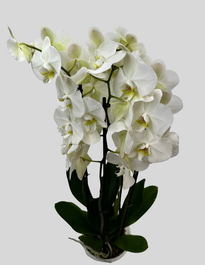 Orchideen Weiß 4 Triebe