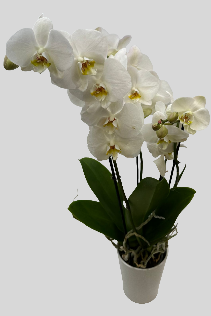 Orchideen Weiß 4 Triebe