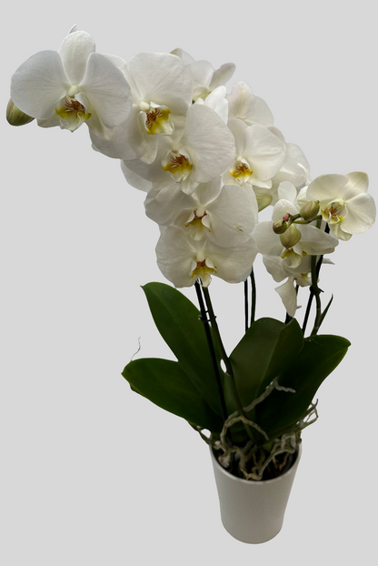 Orchideen Weiß 4 Triebe