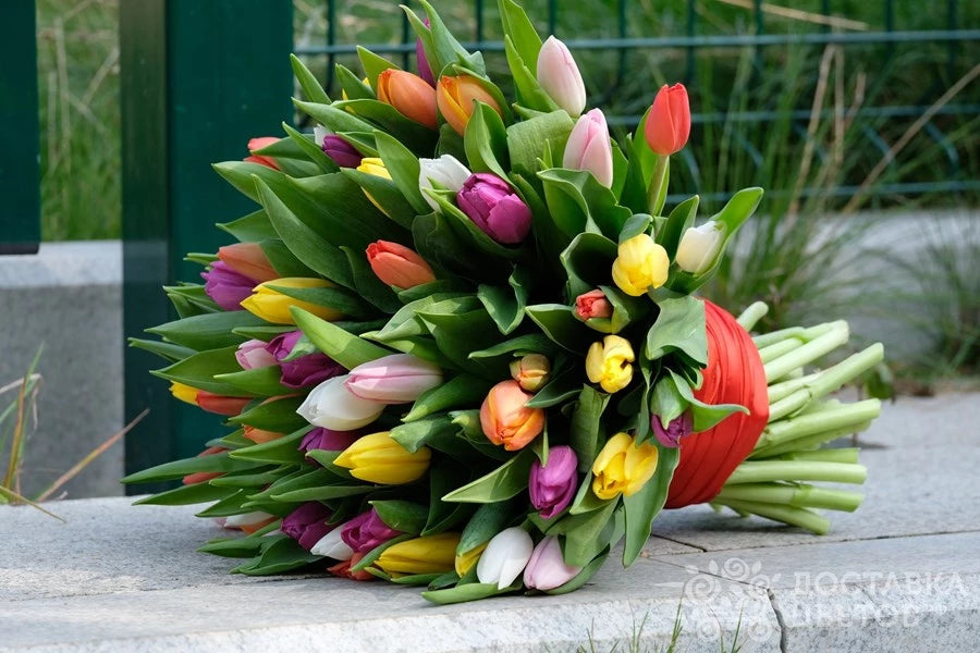 Bunte Tulpen