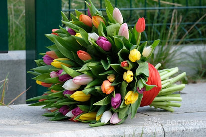 Bunte Tulpen
