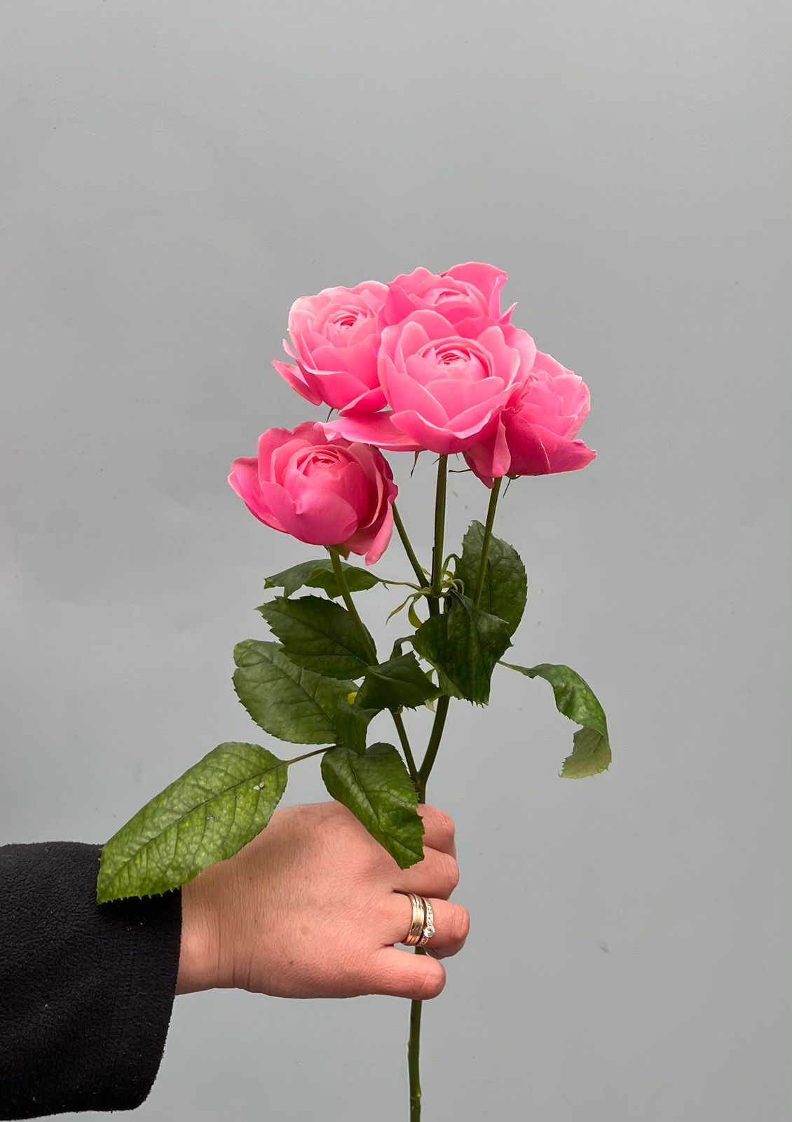 Rosa Sprührose