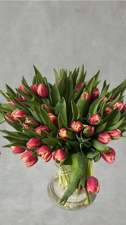 Rosa Tulpen