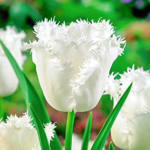 Weiße Tulpen