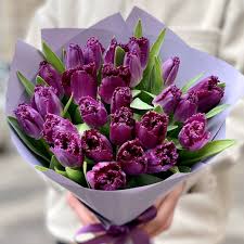 Lila Tulpen