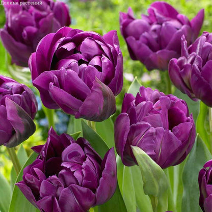 Lila Tulpen