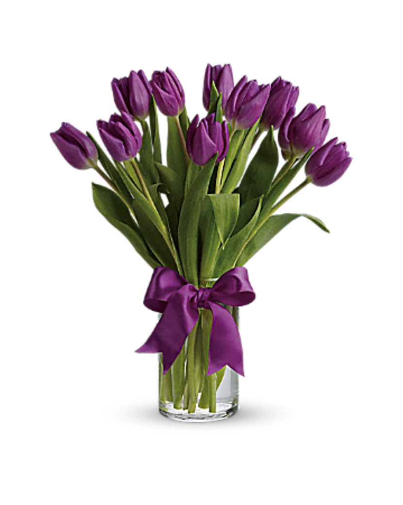 Lila Tulpen