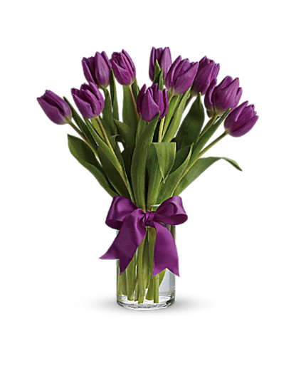 Lila Tulpen