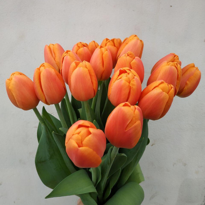 Orange Tulpen