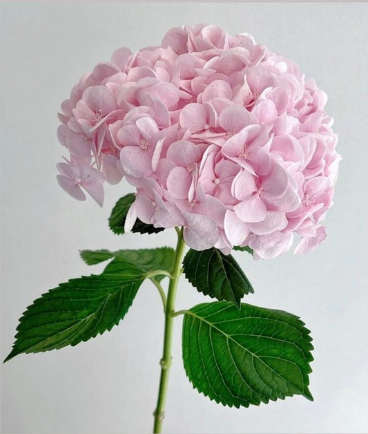 Rosa Traum – Hortensienstrauß in sanftem Rosé