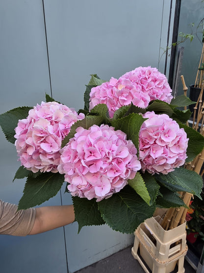 Rosa Traum – Hortensienstrauß in sanftem Rosé