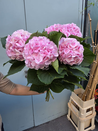 Rosa Traum – Hortensienstrauß in sanftem Rosé
