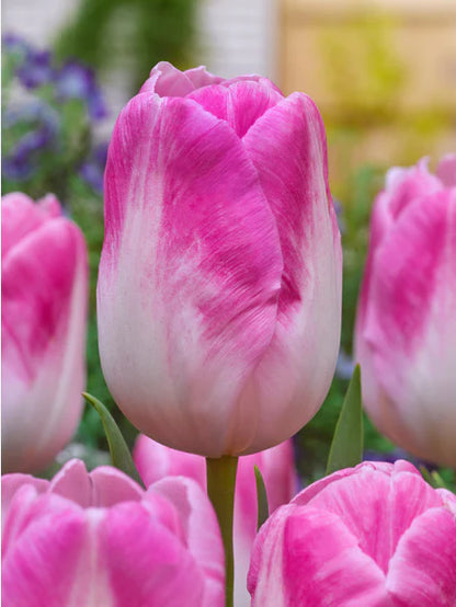 Rosa Tulpen