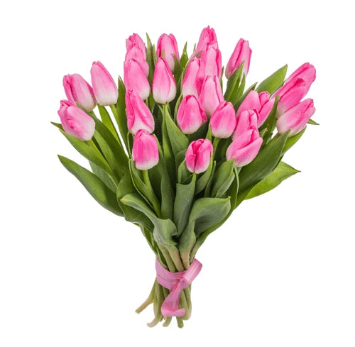 Rosa Tulpen