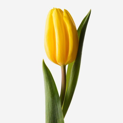 Gelbe Tulpen
