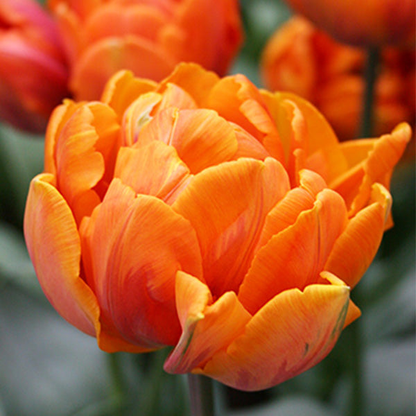 Orange Tulpen