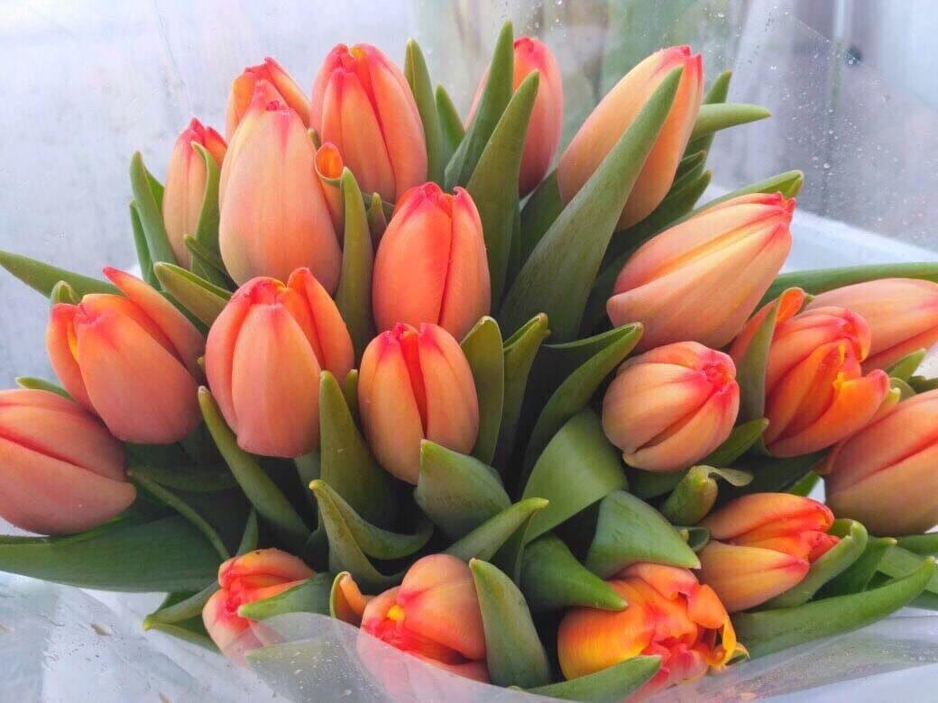 Orange Tulpen