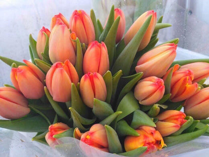 Orange Tulpen