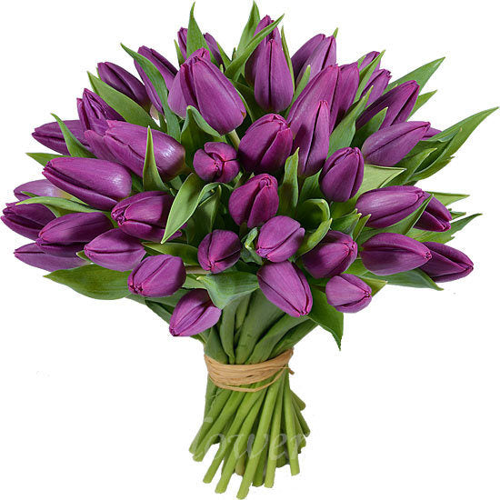 Lila Tulpen
