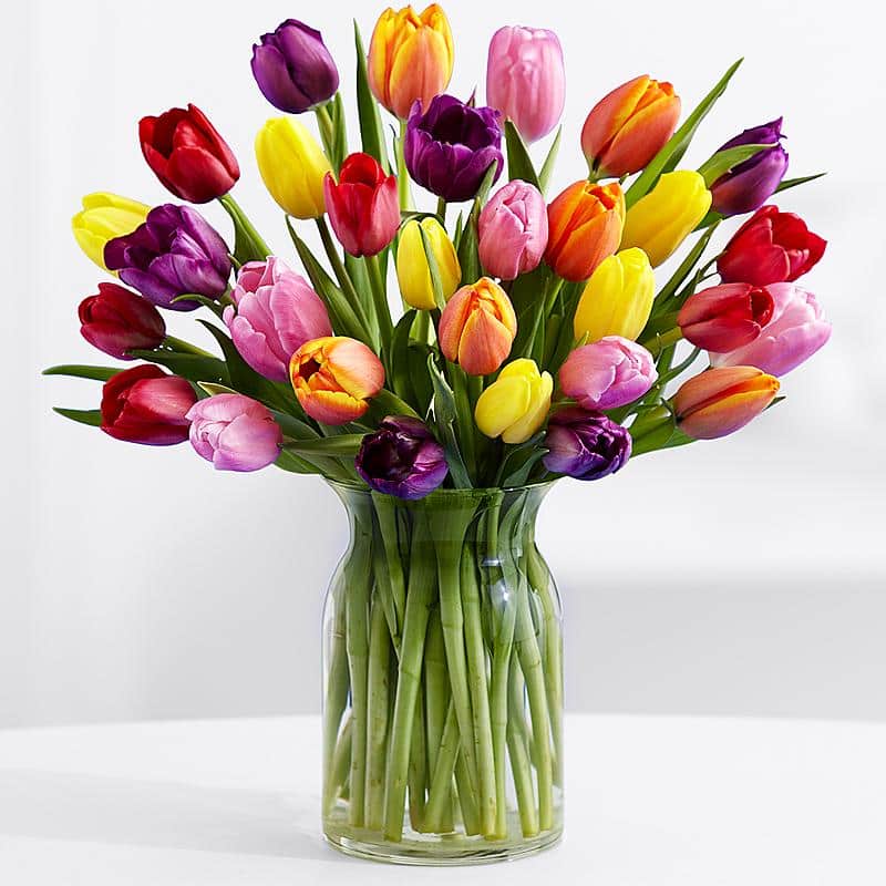 Bunte Tulpen